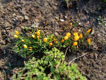 Close-up of yellow flowers growing in field