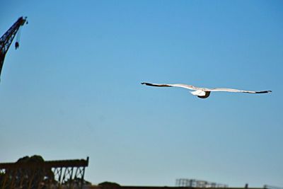 Low angle view of seagull flying in sky