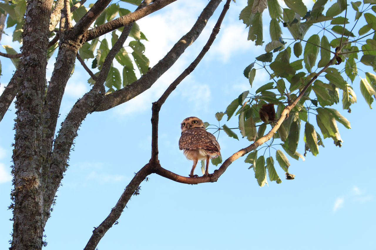 low angle view, one animal, animal themes, bird, animals in the wild, tree, branch, animal wildlife, no people, sky, perching, nature, day, outdoors