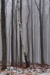 Bare trees in forest during winter