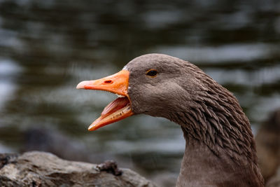Close-up of bird on lake