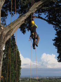 Tree surgeon lumberjack hanging from a big tree