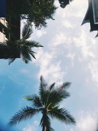 Low angle view of palm tree against sky
