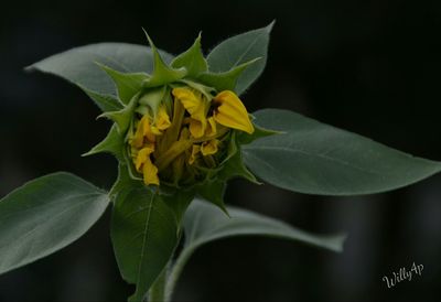 Close-up of yellow flowers