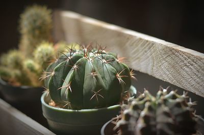 Close-up of cactus plant