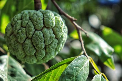 Close-up of fruit growing on plant