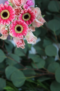 Close-up of pink flowering plant