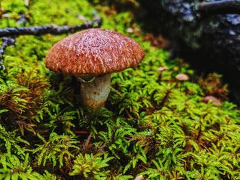 Close-up of mushroom growing on field