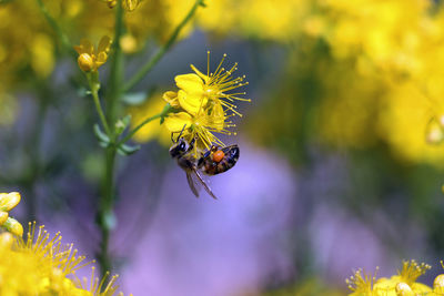 Close-up of bee pollinating on flower