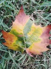 Close-up of leaves on field