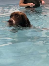 Dog lying in swimming pool