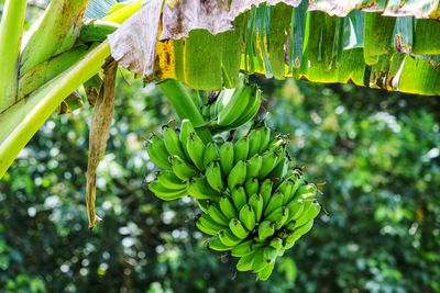 Close-up of banana tree
