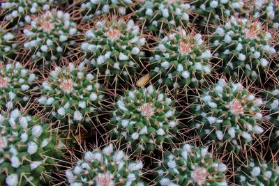 High angle view of cactus plants