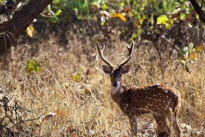 Deer on field