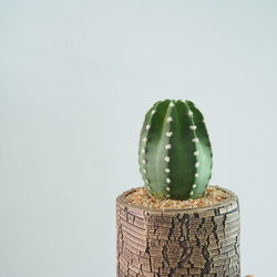 Close-up of succulent plant against white background