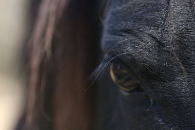 Close-up of a dog