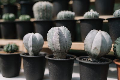 Close-up of potted plants in greenhouse