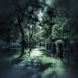 Road amidst trees in forest