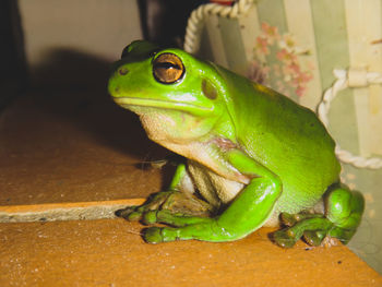 Close-up of green lizard