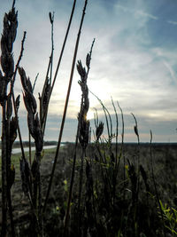 Close-up of plants on field against sky