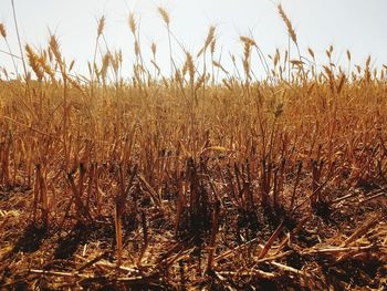 Close-up of plants on field against sky