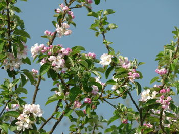 Low angle view of cherry blossom against clear sky