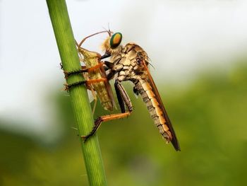 Close-up of insect on plant