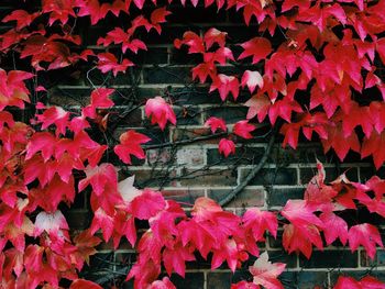 Close-up of red maple leaves during autumn