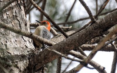 Low angle view of red-bellied woodpecker perching on tree