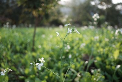 Close-up of flowers blooming outdoors