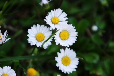 Close-up of white daisy flowers