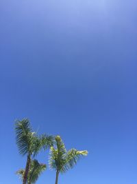 Low angle view of coconut palm tree against blue sky