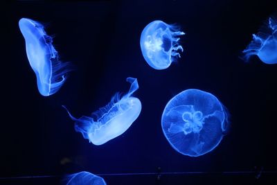 Close-up of jellyfish in sea