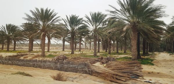 Palm trees on field against sky