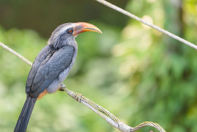 Close-up of bird perching on branch