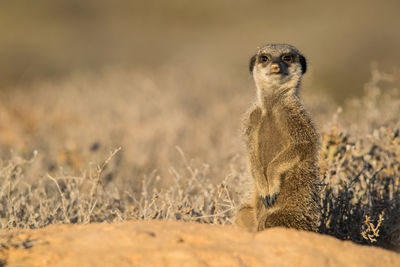 Portrait of meerkat on field