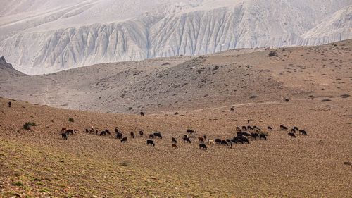 View of zebra crossing in a desert