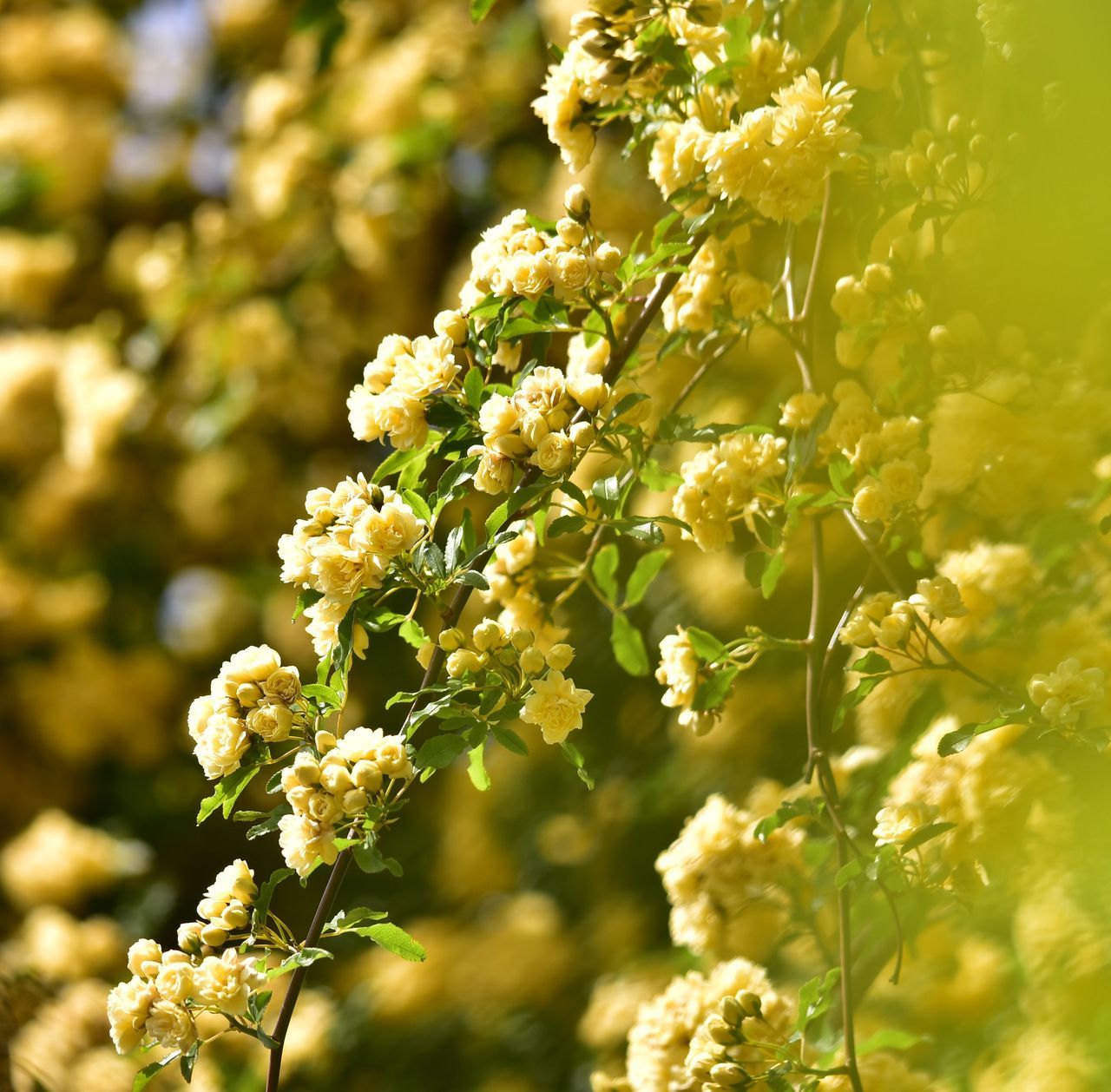 flower, plant, flowering plant, beauty in nature, growth, freshness, close-up, vulnerability, selective focus, fragility, nature, day, no people, yellow, focus on foreground, sunlight, outdoors, flower head, inflorescence, field