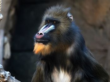 Close-up of a monkey looking away