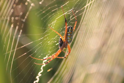 Close-up of spider on web