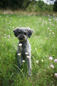 Close-up of dog on field