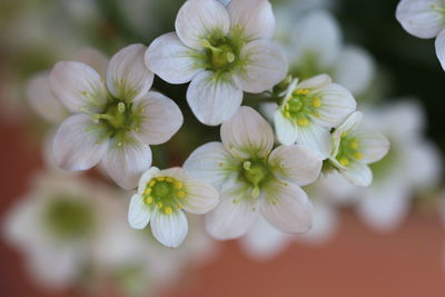 Close-up of white flowers