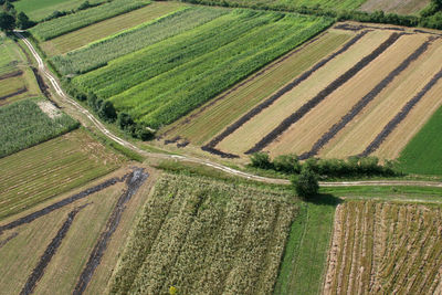 Aerial view of agricultural field