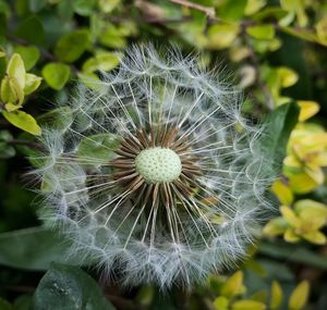 Close-up of dandelion