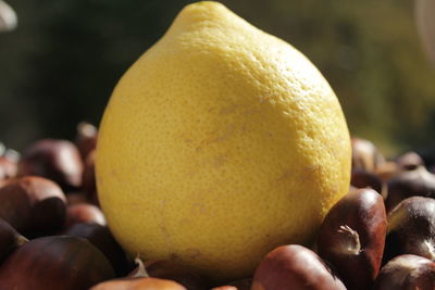 Close-up of oranges