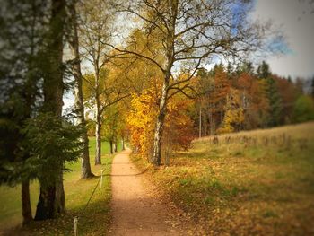 Road passing through forest