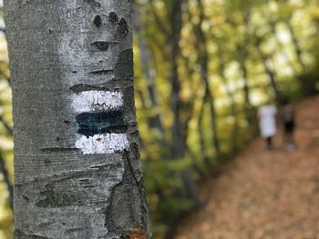 Close-up of tree trunk in forest