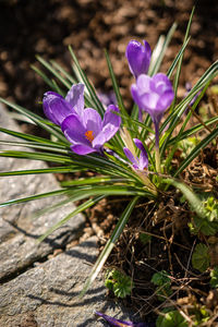 Close-up of purple crocus flowers on land