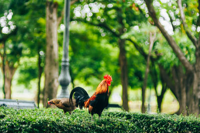 View of a bird on land