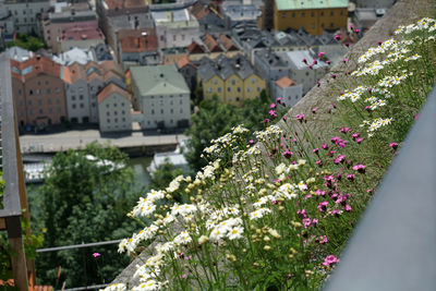 Close-up of flowering plants by buildings in city